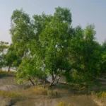 On the Mangrove Forests, and the Edges Where Land Meets Sea