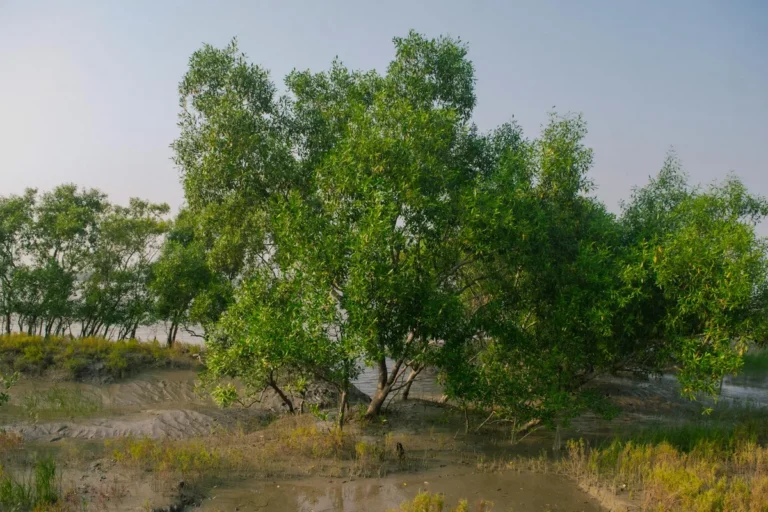 On the Mangrove Forests, and the Edges Where Land Meets Sea