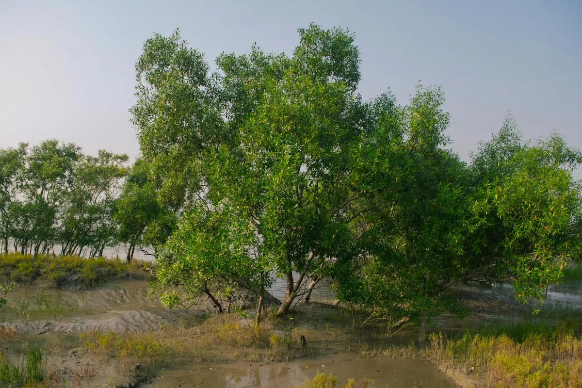 A mangrove forest at the coastline
